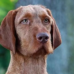 German Wirehaired Pointers and Wirehaired Vizslas from Buffalo Creek Kennel