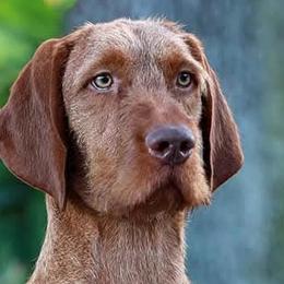 German Wirehaired Pointers and Wirehaired Vizslas from Buffalo Creek Kennel