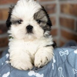 Pierre - Gold and white male Shih Tzu puppy in Morrisville, Missouri from Sweetbriar Shih Tzu