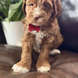 Red collar Lilo - Caramel red female Australian Labradoodle puppy in Fontana, California from Grammy's Puppy Love doodles and poodles