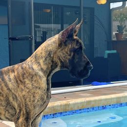 Scar - Great Dane