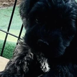 Girl 1 Reese - Black Goldendoodle puppy in Hattiesburg, Mississippi from Thompson Creek Doodles
