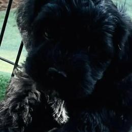 Girl 1 Reese - Black Goldendoodle puppy in Hattiesburg, Mississippi from Thompson Creek Doodles