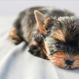 Yorkshire Terrier Puppies from Essence of Grace Yorkies