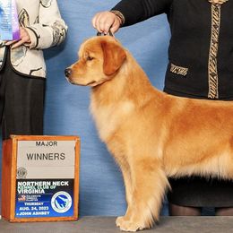 Golden Retrievers from Glen Lake Goldens