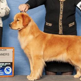 Golden Retrievers from Glen Lake Goldens
