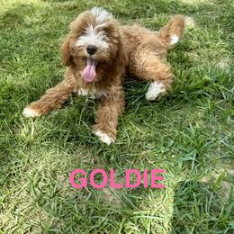 Cockapoo and Goldendoodle Puppies from Diva’s Darling Doodles