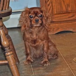 Recee - Cavalier King Charles Spaniel