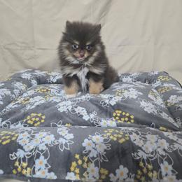 Shy Shy - Tri-colored male Pomeranian puppy in Texas from Ruby's Poms