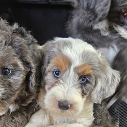 Bernedoodle and Goldendoodle Puppies from Ivey's Poodles & Doodles
