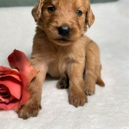 Betty - Apricot female Goldendoodle puppy in Osage City, Kansas from Golden Ridge Goldens