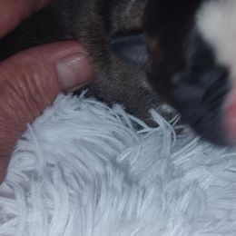 Boston Terriers from The Littles