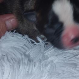 Boston Terriers from The Littles