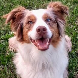Australian Shepherds from Shadow's Aussie Crossing