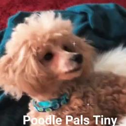 Cashier - Poodle