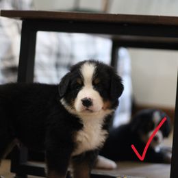 Boy 5 - Black rust and white male Bernese Mountain Dog puppy in Walnut Creek, Ohio from Emerald Acres Bernese