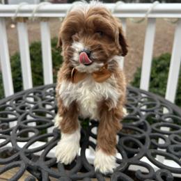 Hunter - Red male Cavapoo puppy in Mint Hill, North Carolina from DoodleForever