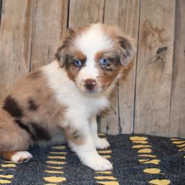 Grace - Red merle female Australian Shepherd puppy in San Tan Valley, Arizona from Mott Ranch - Blazin' Sun Aussies