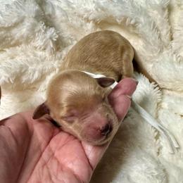 Girl 2 - Red  female Goldendoodle puppy in Haltom City, Texas from Ohana Doodles