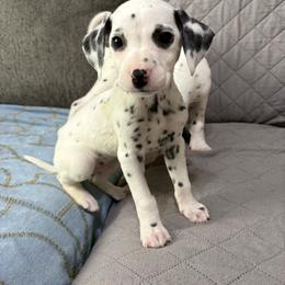 Cypress - White and black male Dalmatian puppy in Des Moines, Iowa from Spot Splattered Dalmatians