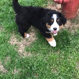  Puppies from Brooks Berner Bears