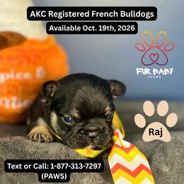 Raj - Black and tan male French Bulldog puppy in Michigan from Fur Baby Farms