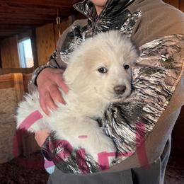 Rudolph - White female Colorado Mountain Dog puppy in Colorado Springs, Colorado from Sharp Guardians and Goldens