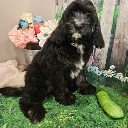 Elmer - Tri-color male Cavapoo puppy in Lebanon, Missouri from Leerose Puppies