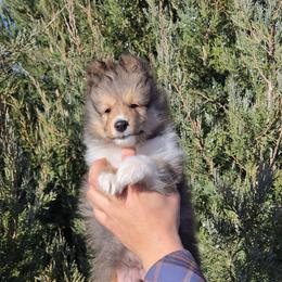Santiago - Sable and white male Shetland Sheepdog puppy in Wiggins, Colorado from Enlia Shelties