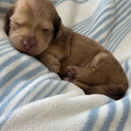 Ozzie - Dapple male Dachshund puppy in Colorado Springs, Colorado from Clear Creek Dachshunds
