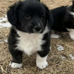 Boy 2 - Black and white male American Corgi puppy in Portland, North Dakota from Sliding stop corgis