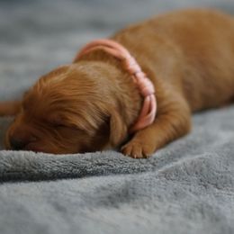 Pink Girl - Dark golden female Golden Retriever puppy in Ozark, Alabama from Nomadic Reds Golden Retrievers