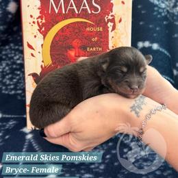 Bryce - Chocolate female Pomsky puppy in Sumter, South Carolina from Emerald Skies Pomskies