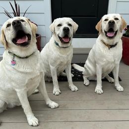 Labrador Retrievers from Sugar Mill Labradors
