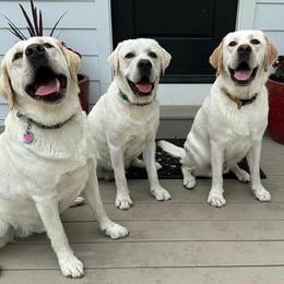 Labrador Retrievers from Sugar Mill Labradors
