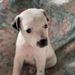 Boy 3 - Black and white male Jack Russell Terrier puppy in Melbourne, Florida from Rustling Oaks Jack Russell Terrier’s