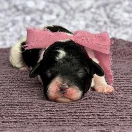 Sparrow - Parti female Poodle puppy in Monroe, North Carolina from Toy Poodle Shenanigans