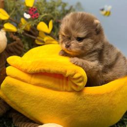 Theodore - Chocolate merle male Pomeranian puppy in Stockton, California from Pommiepalace