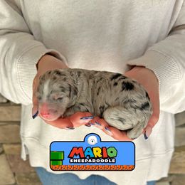 Mario - Merle male Sheepadoodle puppy in Cleveland, Tennessee from Narrow Path Old English & Sheepadoodles