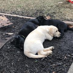 Labrador Retriever Puppies from Peachey Labradors
