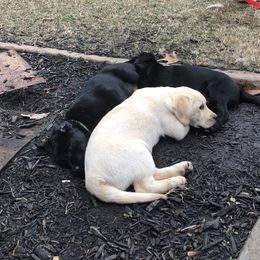 Labrador Retriever Puppies from Peachey Labradors