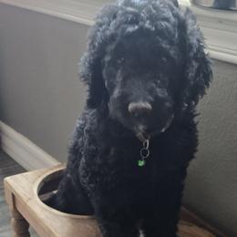 Poodle Puppies from Greyzer Poodles