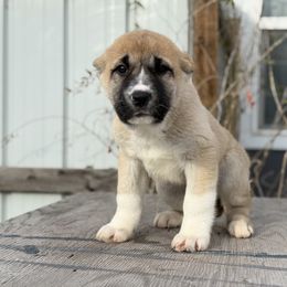 Zaya - Fawn female Central Asian Shepherd Dog puppy in Island City, Oregon from Alabaivalley