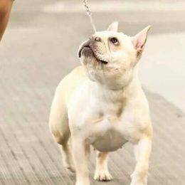 French Bulldogs from Whoville French Bulldogs