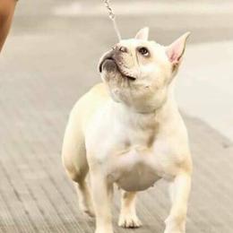 French Bulldogs from Whoville French Bulldogs