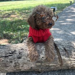 Vasko - Apricot male Goldendoodle puppy in Mint Hill, North Carolina from DoodleForever