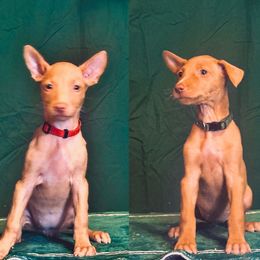 Sonic x Surf female puppy - Chestnut female Pharaoh Hound puppy in Vancouver, Washington from Nefer-Temu Pharaoh Hounds