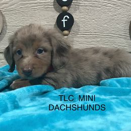 Dachshund Puppies from TLC Mini Dachshunds