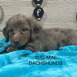 Dachshund Puppies from TLC Mini Dachshunds