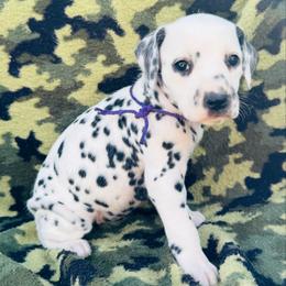 Purple (HUA) - White and black female Dalmatian puppy in Westhoff, Texas from Smart Dalmatians